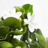 CARISSA GRANDIFLORA MACETA 15CM