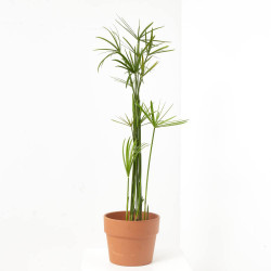 PAPIRO ORNAMENTAL MACETA 15CM