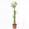 PAPIRO ORNAMENTAL MACETA 15CM
