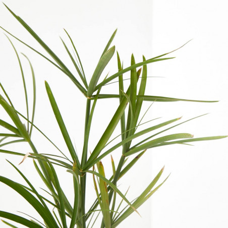 PAPIRO ORNAMENTAL MACETA 15CM