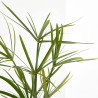 PAPIRO ORNAMENTAL MACETA 15CM