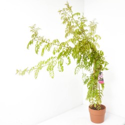 BIGNONIA MACETA 20CM 