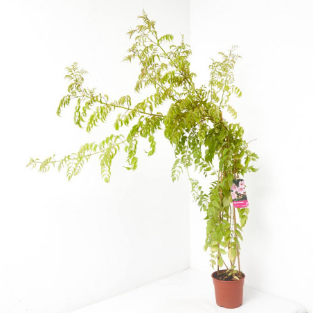BIGNONIA MACETA 20CM 