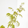 BIGNONIA MACETA 20CM 