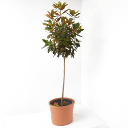 MAGNOLIA GRANDIFLORA FORMA ÁRBOL