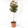 MAGNOLIA GRANDIFLORA FORMA ÁRBOL