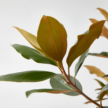 MAGNOLIA GRANDIFLORA FORMA ÁRBOL