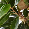 MAGNOLIA GRANDIFLORA FORMA ÁRBOL
