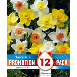NARCISO MIX PROMOTION X12