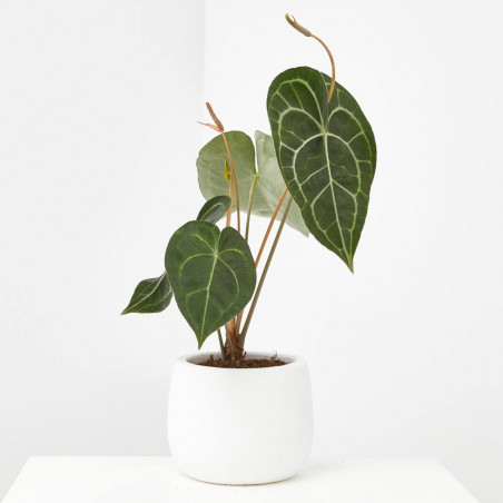 ANTHURIUM CLARINERVIUM MACETA 12CM