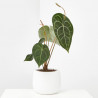 ANTHURIUM CLARINERVIUM MACETA 12CM