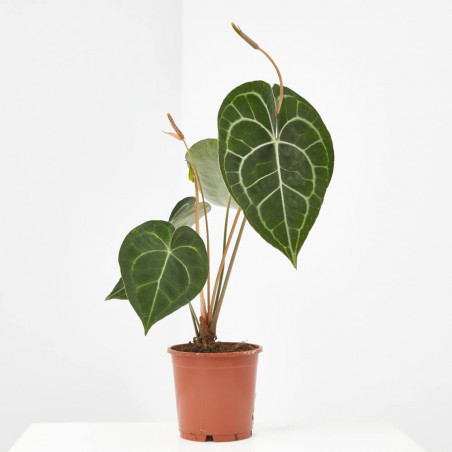 ANTHURIUM CLARINERVIUM MACETA 12CM