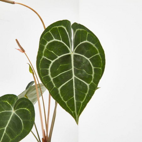 ANTHURIUM CLARINERVIUM MACETA 12CM