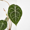 ANTHURIUM CLARINERVIUM MACETA 12CM