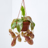 PLANTA CARNIVORA NEPENTHES COLGANTE MACETA 13CM
