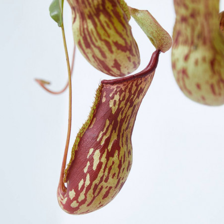 PLANTA CARNIVORA NEPENTHES COLGANTE MACETA 13CM