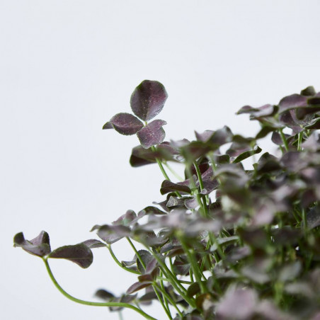 TRÉBOL TARRINA 16CM COLGANTE