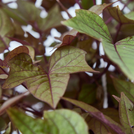 IPOMOEA COLGANTE TARRINA 22CM