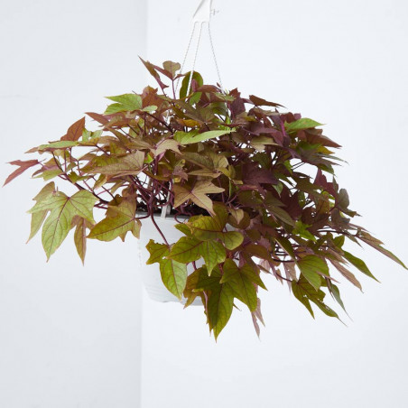 IPOMOEA COLGANTE TARRINA 22CM