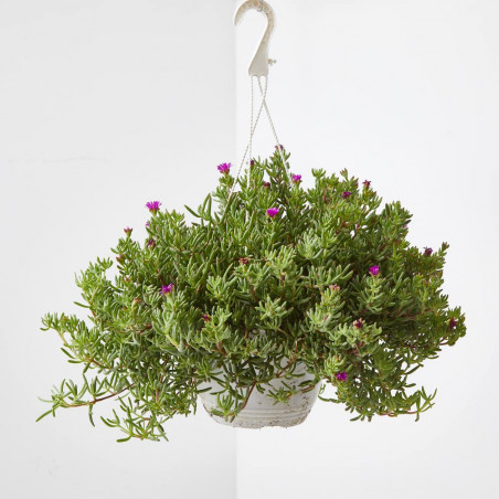 MESSEM TARRINA 22CM COLGANTE