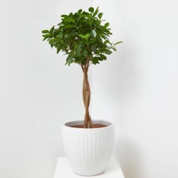FICUS MONOCLAMEN TRENZADO MACETA 25CM