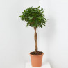 FICUS MONOCLAMEN TRENZADO MACETA 25CM