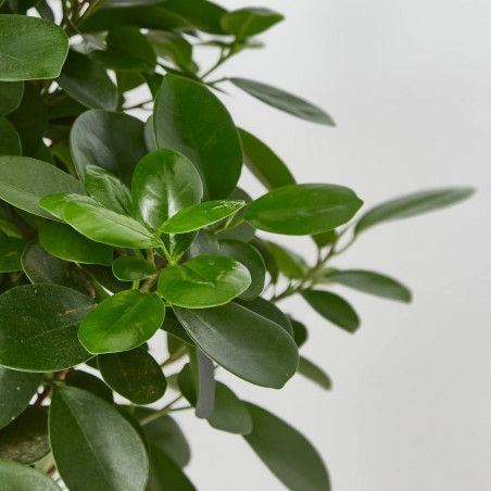 FICUS MONOCLAMEN TRENZADO MACETA 25CM