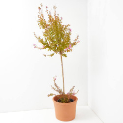 ÁRBOL DE JÚPITER SUPERVIOLÁCEO MACETA 18L