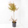 ÁRBOL DE JÚPITER SUPERVIOLÁCEO MACETA 18L