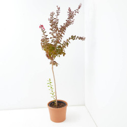 ÁRBOL DE JÚPITER ROJO COPA