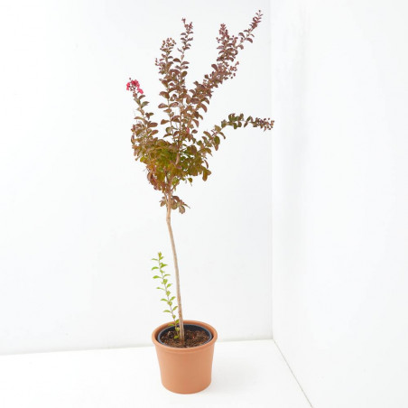 ÁRBOL DE JÚPITER ROJO COPA