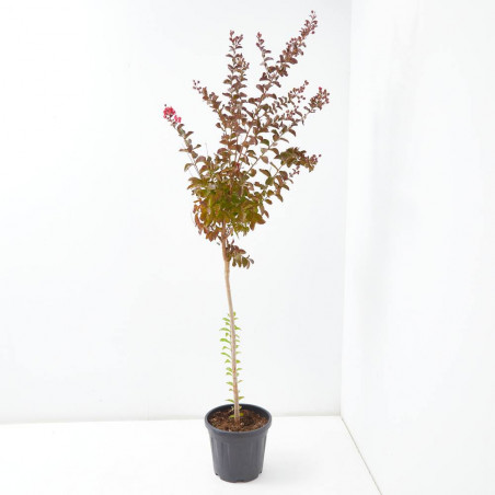 ÁRBOL DE JÚPITER ROJO COPA