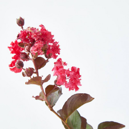 ÁRBOL DE JÚPITER ROJO COPA