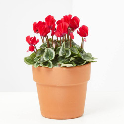 CYCLAMEN MINI VARIEDADES MACETA 11CM