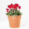 CYCLAMEN MINI VARIEDADES MACETA 11CM