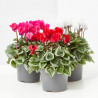 CYCLAMEN MINI VARIEDADES MACETA 11CM