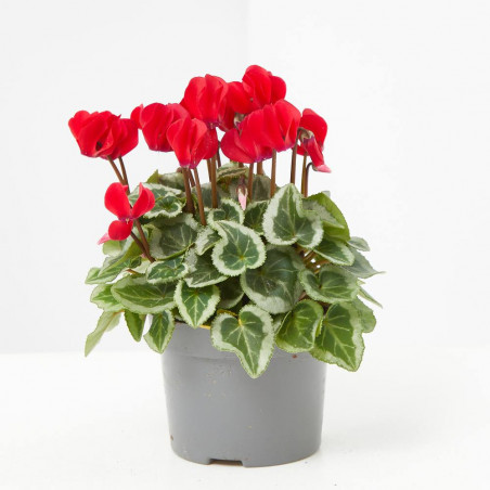CYCLAMEN MINI VARIEDADES MACETA 11CM