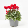 CYCLAMEN MINI VARIEDADES MACETA 11CM
