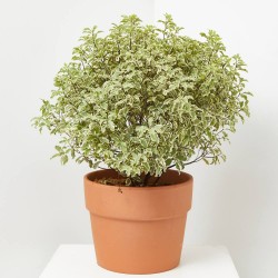 PITTOSPORUM TENUIFOLIUM MACETA 10L BOLA