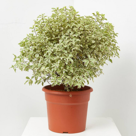 PITTOSPORUM TENUIFOLIUM MACETA 10L BOLA