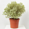 PITTOSPORUM TENUIFOLIUM MACETA 10L BOLA