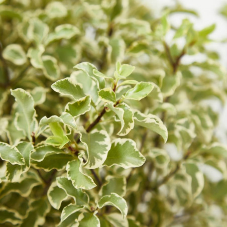 PITTOSPORUM TENUIFOLIUM MACETA 10L BOLA