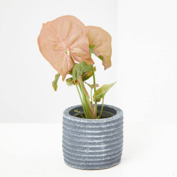 SYNGONIUM NEON MACETA 6CM