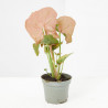 SYNGONIUM NEON MACETA 6CM