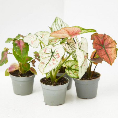 CALADIUM MIX MACETA 6CM