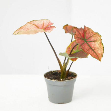 CALADIUM MIX MACETA 6CM