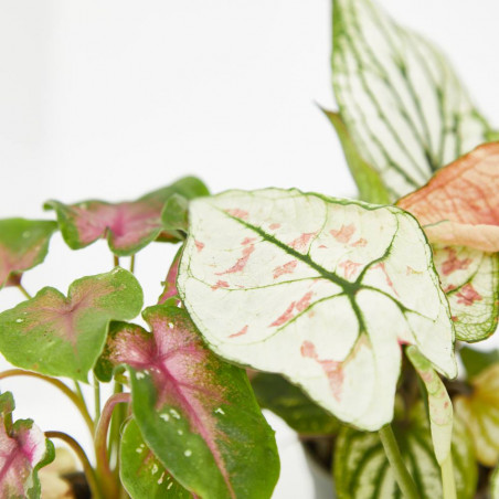 CALADIUM MIX MACETA 6CM