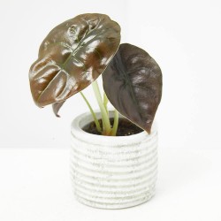 ALOCASIA CUPREA RED MACETA 6CM