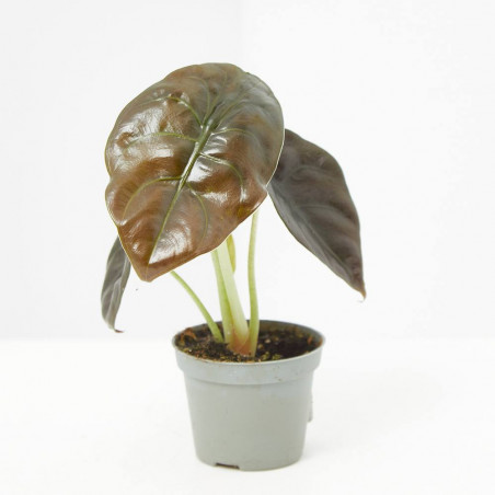 ALOCASIA CUPREA RED MACETA 6CM