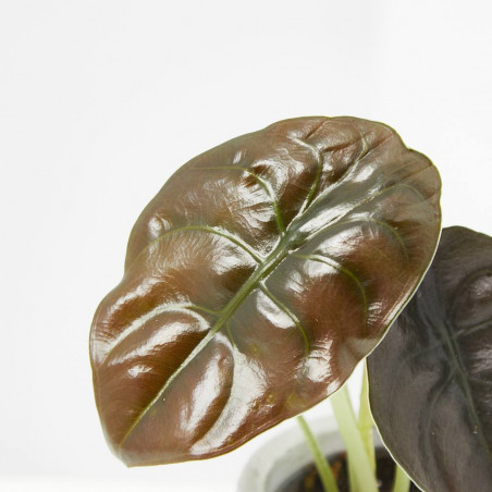 ALOCASIA CUPREA RED MACETA 6CM